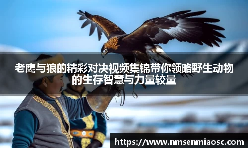 老鹰与狼的精彩对决视频集锦带你领略野生动物的生存智慧与力量较量